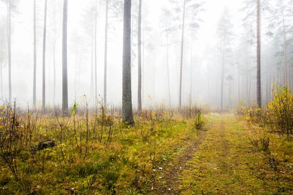 Ένα Φθινοπωρινό Τοπίο Δάσους Πρωινή Ομίχλη Στο Πευκόδασος Συννεφιασμένη Μέρα — Φωτογραφία Αρχείου
