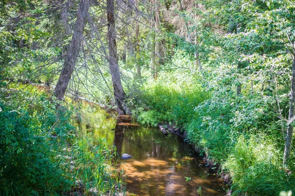 Yeşil Yaz Ormanında Bulutlu Bir Gün Küçük Bir Nehir Yakın — Stok fotoğraf