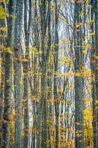 秋の森の風景 ブナの木 緑と黄金の葉のクローズアップビュー ドイツ — ストック写真