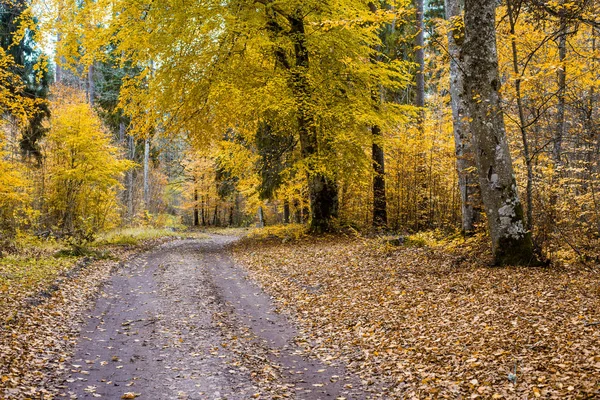 Jesienny Krajobraz Lasu Droga Przez Drzewa Widok Bliska Drzew Bukowych — Zdjęcie stockowe