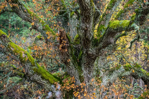 秋天的森林景观 苔丝树枝紧闭起来 拉脱维亚 切西斯 — 图库照片