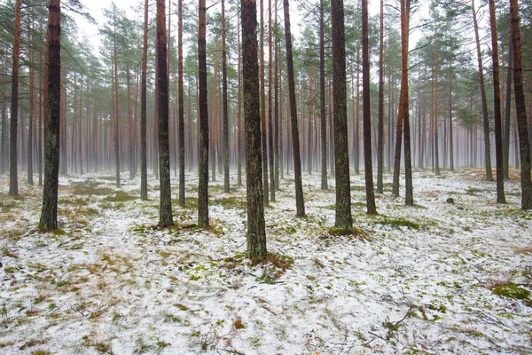 Cloudy Winter Day Pine Forest Green Grass Snow Golden Leaves — Stock Photo, Image