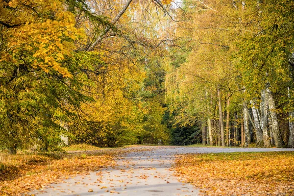 秋の風景 晴れた日に公園内のカラフルな木々 ラトビア — ストック写真