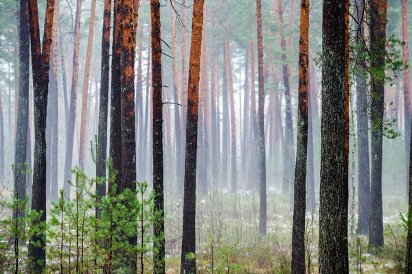 Bewölkten Wintertag Kiefernwald Grünes Gras Unter Dem Schnee Und Goldenes — Stockfoto