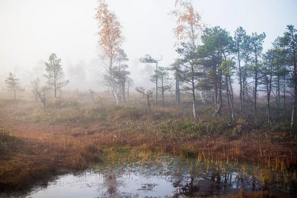 Autumn Landscape Morning Fog Swamp Forest Background Kemeri Latvia — Stock Photo, Image