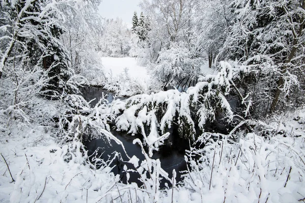 Uitzicht Het Met Sneeuw Bedekte Dennenbos Een Zonnige Winterdag Letland — Stockfoto