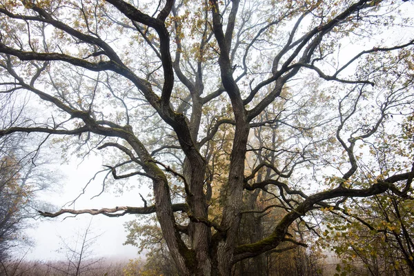 Podzimní Krajina Starý Strom Zlatém Lese Nedaleko Lotyšsko — Stock fotografie