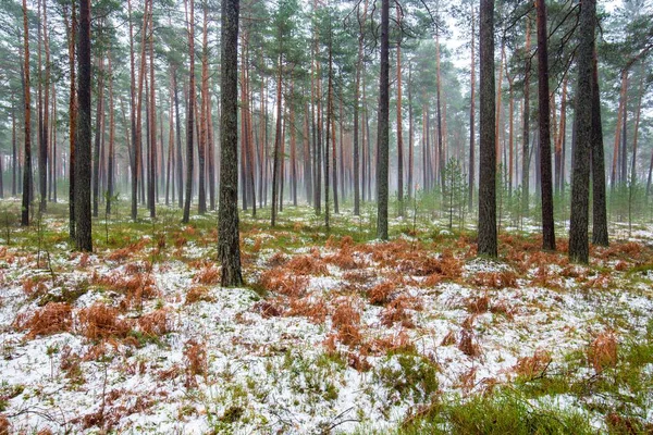 松林の曇りの冬の日 雪と黄金の葉の下の緑の草 ラトビア — ストック写真