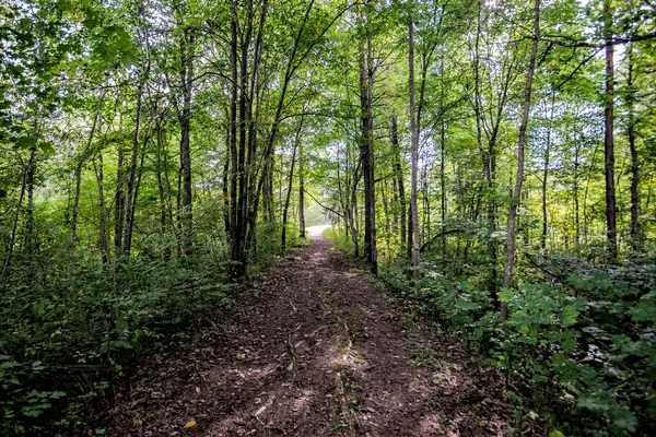 Väg Genom Gröna Skogen Lettland — Stockfoto
