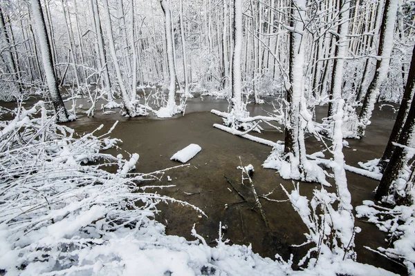 Giornata Solare Invernale Nella Foresta Primo Piano Betulle Lettonia — Foto Stock