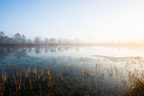Autumn Landscape Morning Fog Swamp Forest Background Cenas Tirelis Latvia — Stock Photo, Image