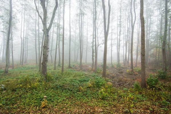 Brouillard Matinal Dans Forêt Feuilles Vertes Dorées Bouleaux Gros Plan — Photo