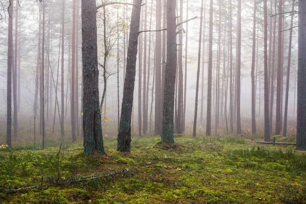 森の中の曇りの秋の日 朝霧と緑の松の木 ケメリラトビア — ストック写真