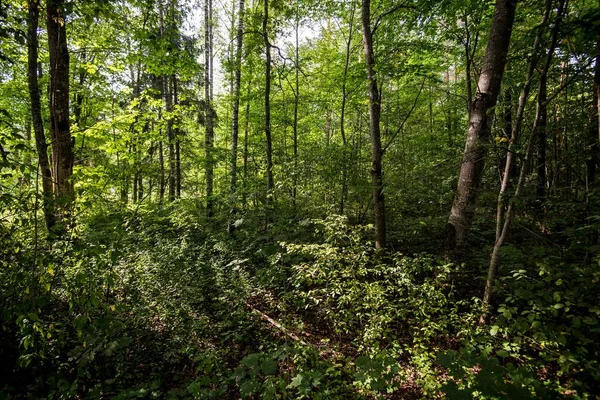 Slunečný Den Zeleném Lese Lotyšsko — Stock fotografie