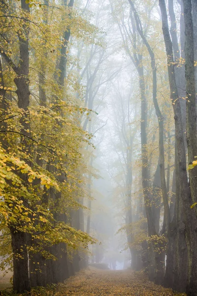 Uma Neblina Matinal Outono Uma Vista Passarela Parque Árvores Velhas — Fotografia de Stock