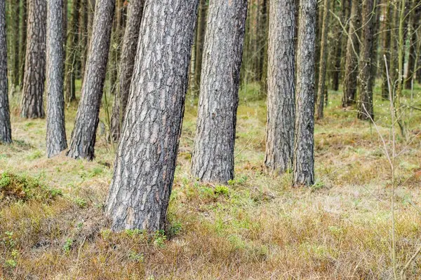 Vue Sur Forêt Pins Par Une Journée Nuageuse Printemps Lettonie — Photo