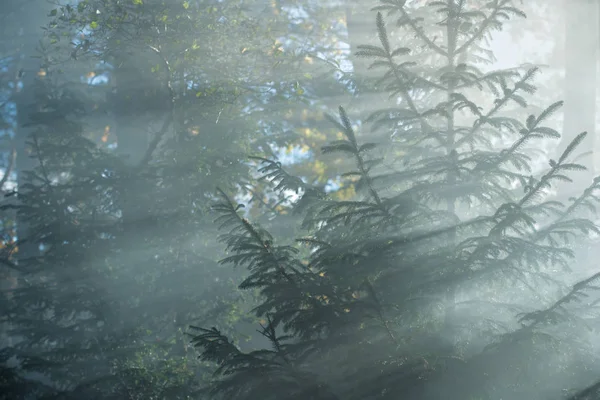 Höstlandskap Morgondimma Skogen Solstrålar Och Grenar Tallar Närbild Tyskland — Stockfoto