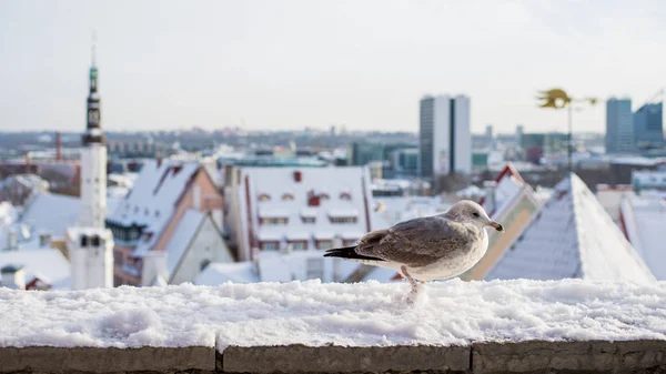 在阳光明媚的冬日 爱沙尼亚塔林老城白雪覆盖的墙上的鸟儿 — 图库照片