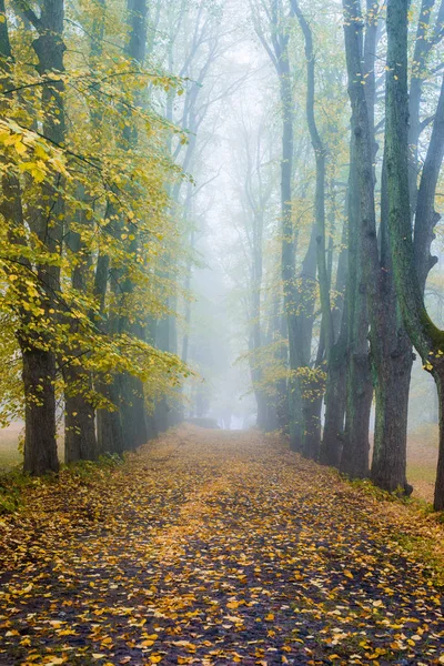 Een Herfst Ochtend Mist Een Uitzicht Loopbrug Het Park Oude — Stockfoto