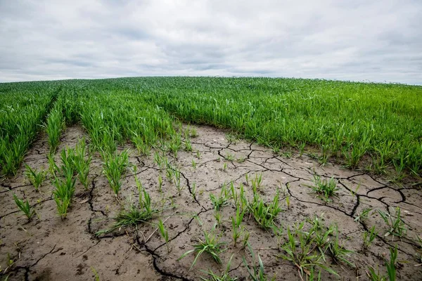 Een Uitzicht Het Groene Land Veld Een Bewolkte Dag Duitsland — Stockfoto