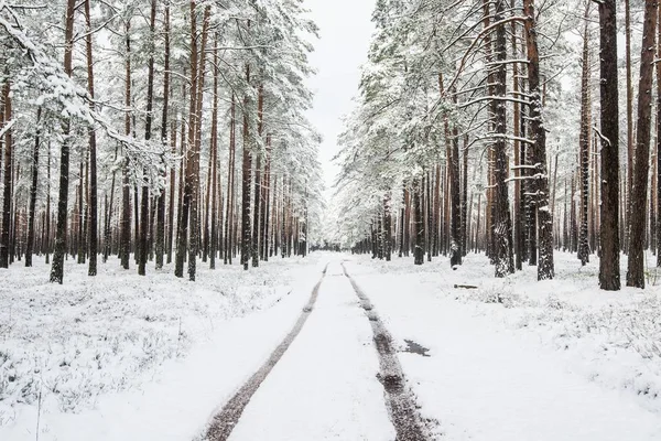 Gångväg Genom Snötäckta Tallskog Molnig Vinterdag Lettland — Stockfoto