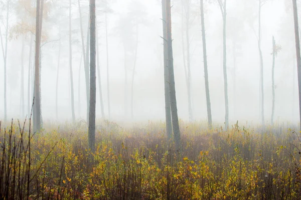 Paisaje Forestal Otoñal Niebla Matutina Bosque Pinos Día Nublado Hojas — Foto de Stock