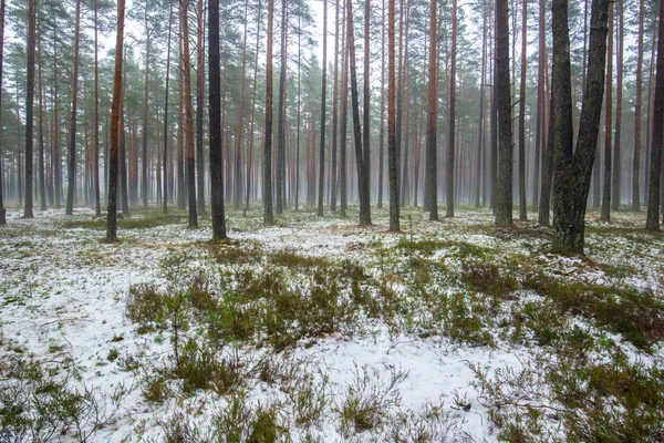 Felhős Téli Nap Fenyőerdőben Zöld Alatt Arany Levelek Lettország — Stock Fotó