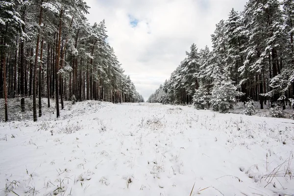Snötäckt Tallskog Molnig Vinterdag Lettland — Stockfoto