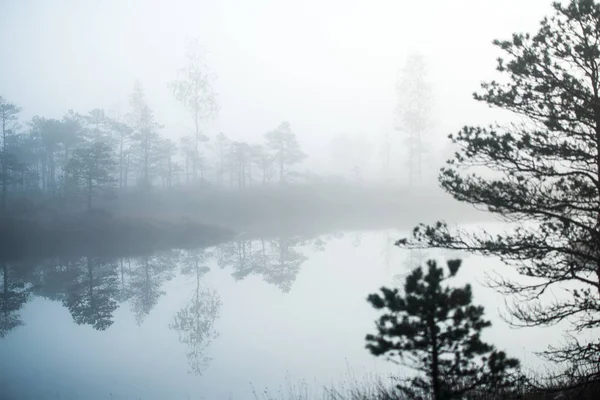 Paesaggio Autunno Mattina Nebbia Palude Foresta Sullo Sfondo Kemeri Lettonia — Foto Stock