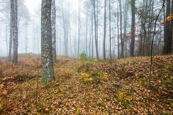 Uma Névoa Matinal Floresta Folhas Verdes Douradas Bétulas Close Letónia — Fotografia de Stock