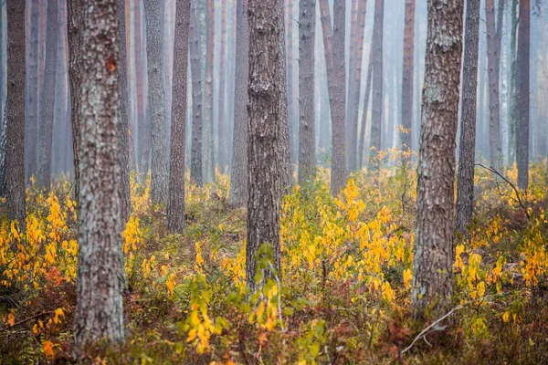 Ett Höst Skogs Landskap Morgondimma Tallskogen Molnig Dag Gröna Och — Stockfoto