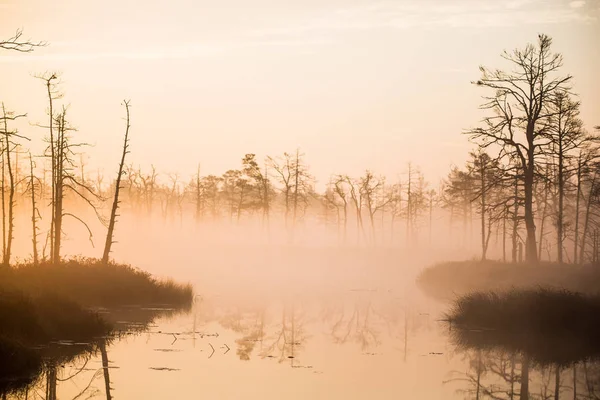 Paysage Automne Brouillard Matinal Marais Forêt Arrière Plan Kemeri Lettonie — Photo