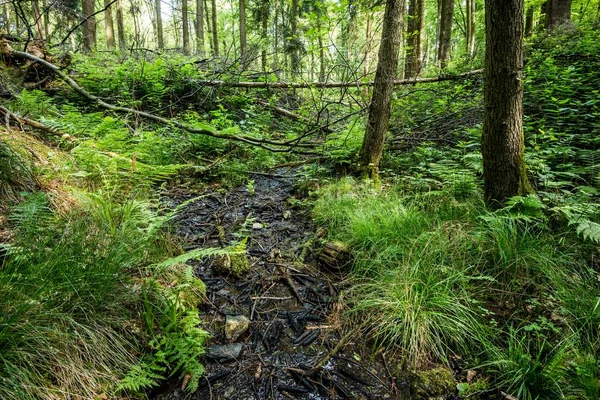 Forest Landscape Green Forest Fern Germany — Stock Photo, Image