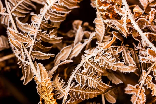 Frost Auf Den Farnblättern Nahaufnahme Lettland — Stockfoto