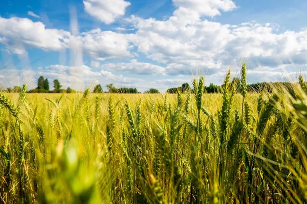 Una Vista Del Campo Agrícola Del País Con Bosque Fondo —  Fotos de Stock