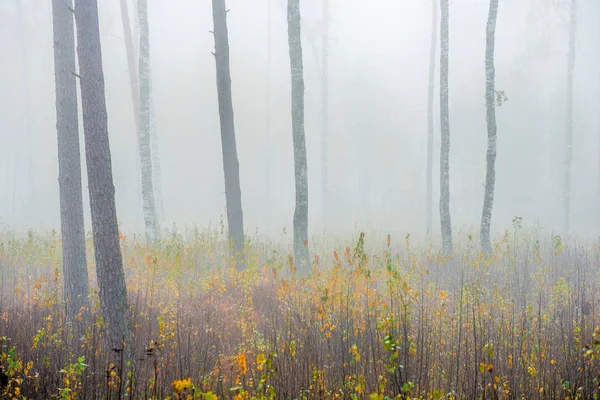 秋の森の風景 曇りの日の松林の朝霧 緑と黄金の葉 ラトビア — ストック写真