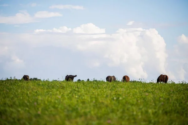 Paarden Grazen Een Groene Weide Een Heldere Zomerdag Letland — Stockfoto
