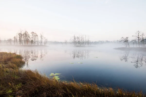 Podzimní Krajina Ranní Mlha Bažina Les Pozadí Kemeri Lotyšsko — Stock fotografie