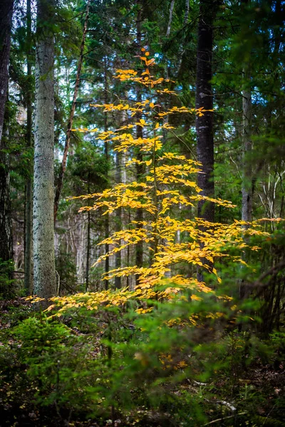 Paisaje Forestal Otoñal Vista Cerca Haya Hojas Verdes Doradas Alemania —  Fotos de Stock