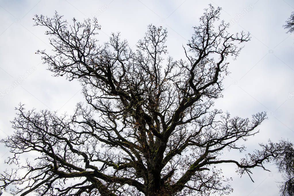 Lonely tree without leaves among the autumn forest on a cloudy day, close-up. Cesis, Latvia