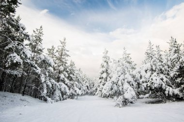 Güneşli bir kış gününde çam ağacı ormanı manzarası, Letonya