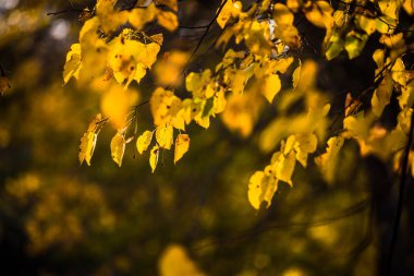 Sonbahar yakın çekim bırakır. Riga, Letonya