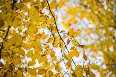 Sonbahar ormanı manzarası. Kayın ağaçlarının, yeşil ve altın yaprakların yakından görünümü, Almanya