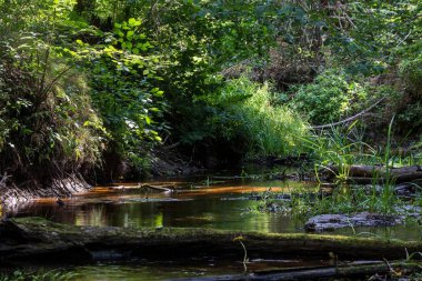 Orman manzarası. Güneşli bir sonbahar gününde nehir ve ağaçların manzarası, Letonya