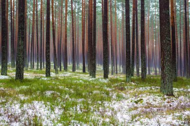 Çam ormanında bulutlu bir kış günü. Karaltında yeşil çimenler ve altın yapraklar. Letonya