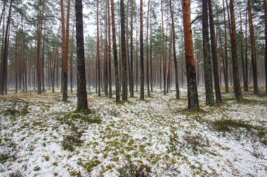 Çam ormanında bulutlu bir kış günü. Karaltında yeşil çimenler ve altın yapraklar. Letonya