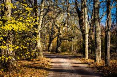 Güneşli bir sonbahar gününde parkta yaşlı ağaçlar, Letonya