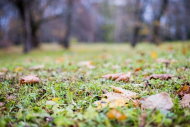 Çimenler üzerinde renkli sonbahar yaprakları, yakın çekim