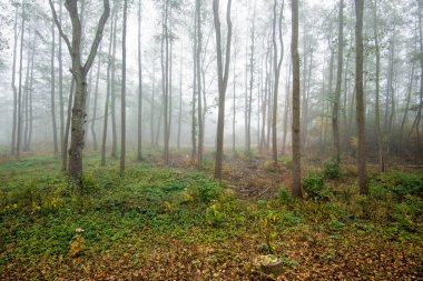 Ormanda bir sabah sisi, yeşil ve altın yapraklar, huş ağaçları yakın çekim, Letonya
