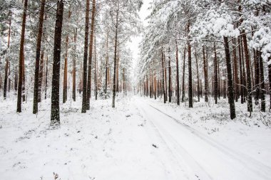Kış ormanı karla kaplı